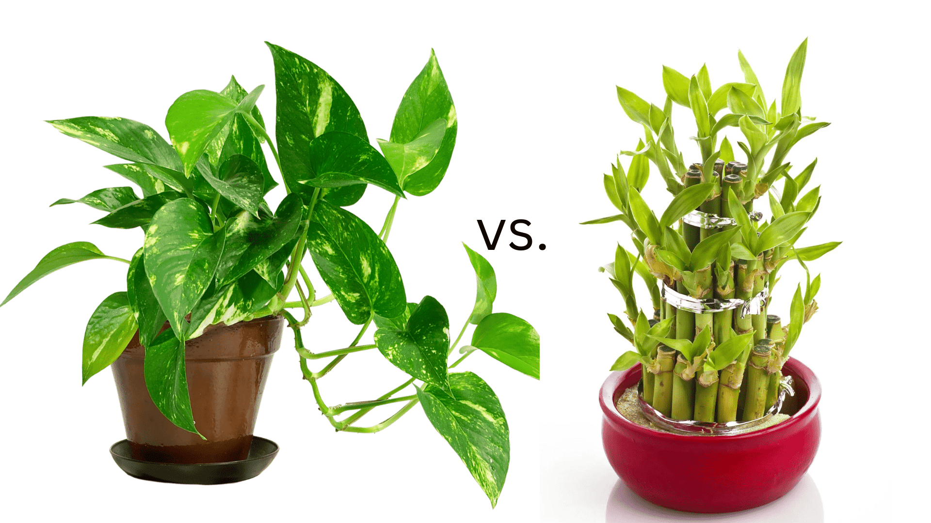 Money Plant vs. Lucky Bamboo Which One is Better? - Plantozia