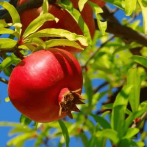 Pomegranate, Anar - Plant