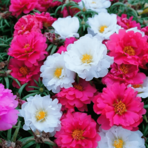 Portulaca, 9 O Clock (Any Color) - Plant