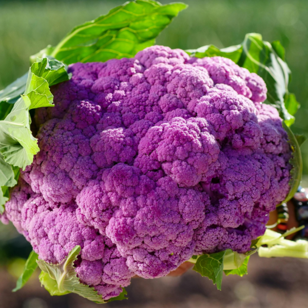 Purple Cauliflower