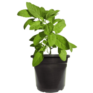 Rama Tulsi Plant