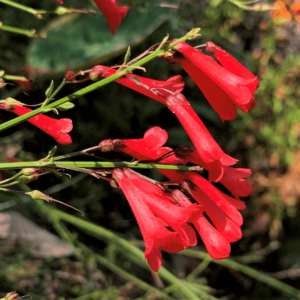 Russelia (Red) - Plant