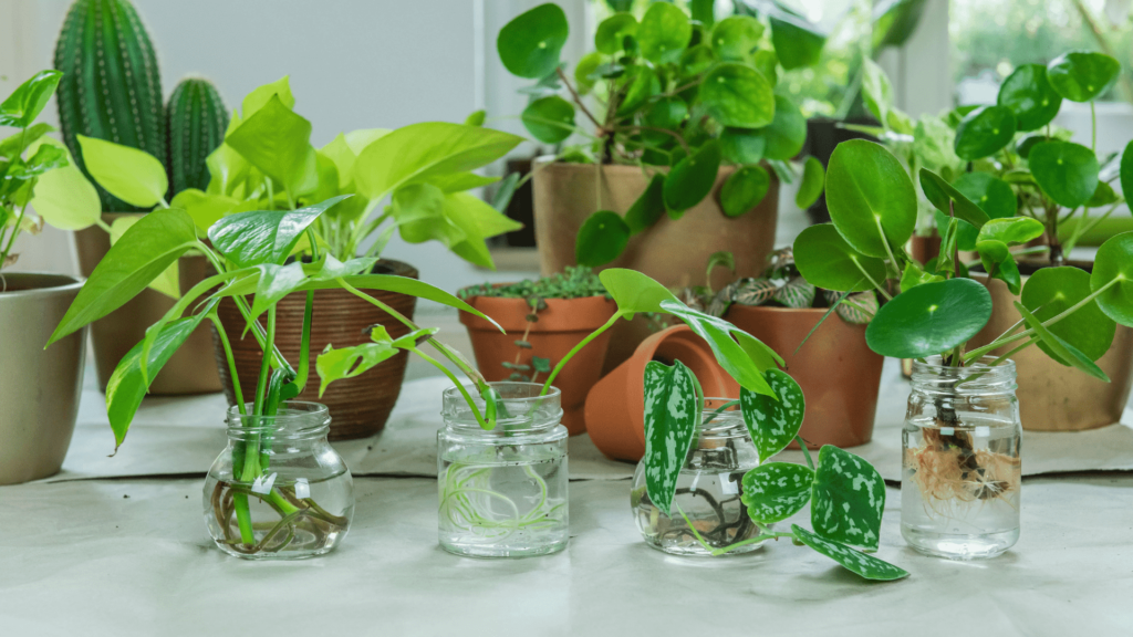 Seven Alternative Methods for Growing Indoor Plants Without Soil