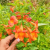 Tecoma (Orange) - Plant