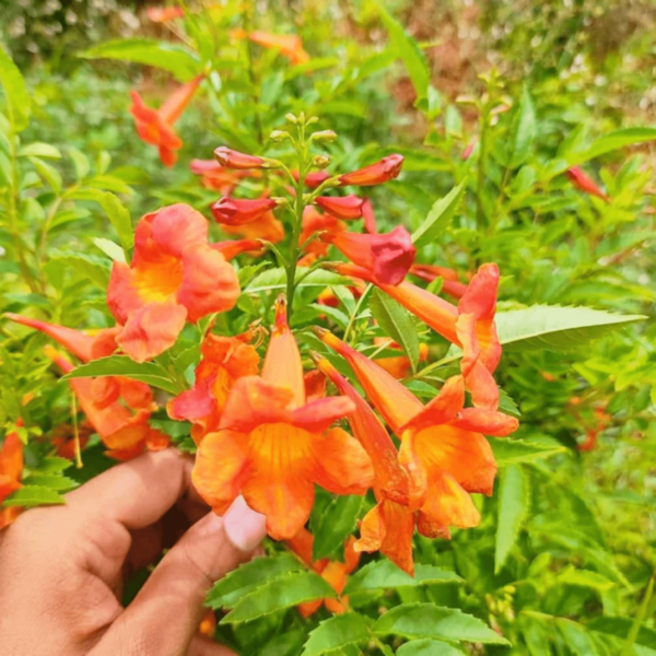 Tecoma (Orange) - Plant