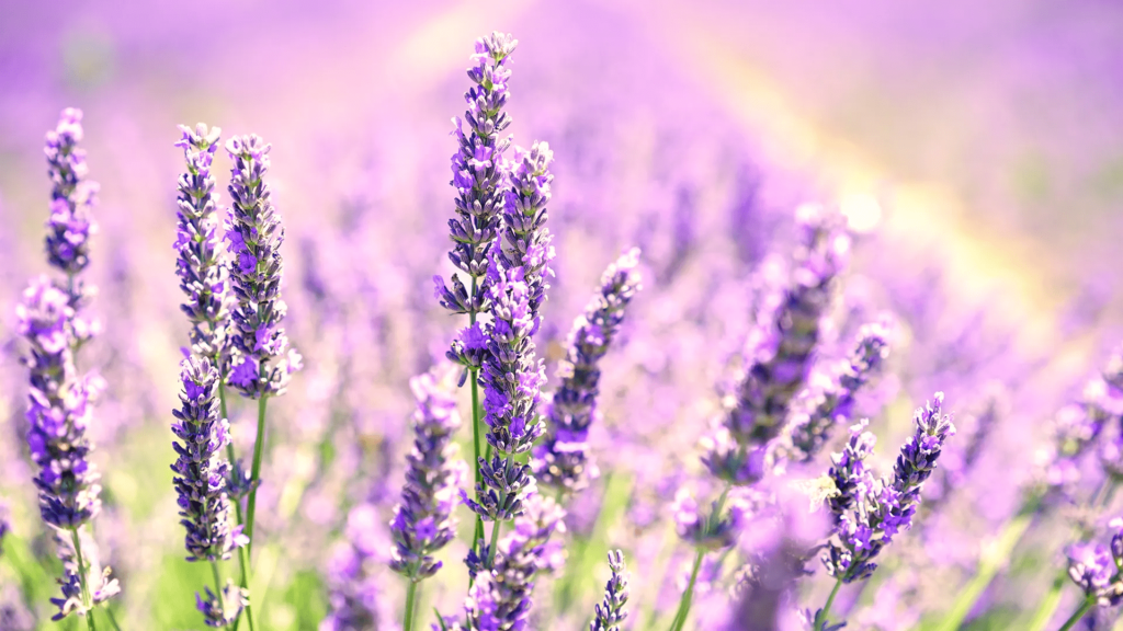 The Lavender flower holds deep meaning, rich symbolism, and offers numerous benefits