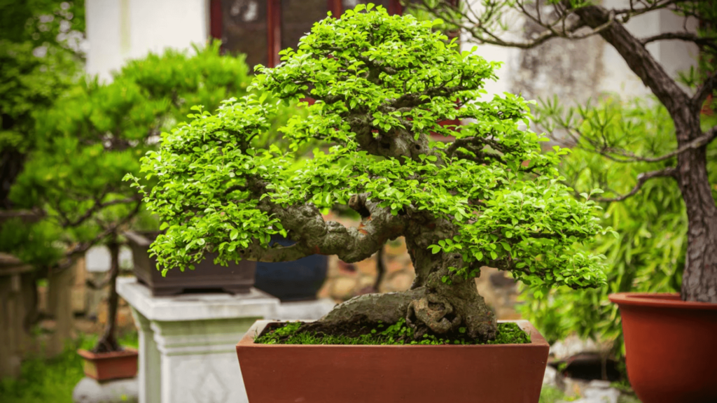 The Ultimate Guide to Choosing the Best Bonsai Plants for Your Home