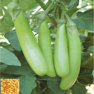 Tile Mogra Green Brinjal Seeds