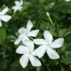 Togor Flower (Crape Jasmine) - Plant