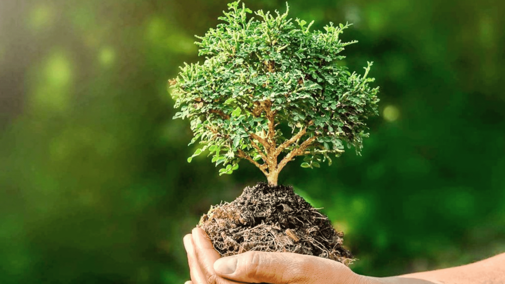 Top 13 Plants to Give as Gifts on World Environment Day in India