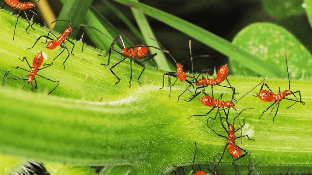 Ultimate Guide to Beneficial and Harmful Garden Bugs