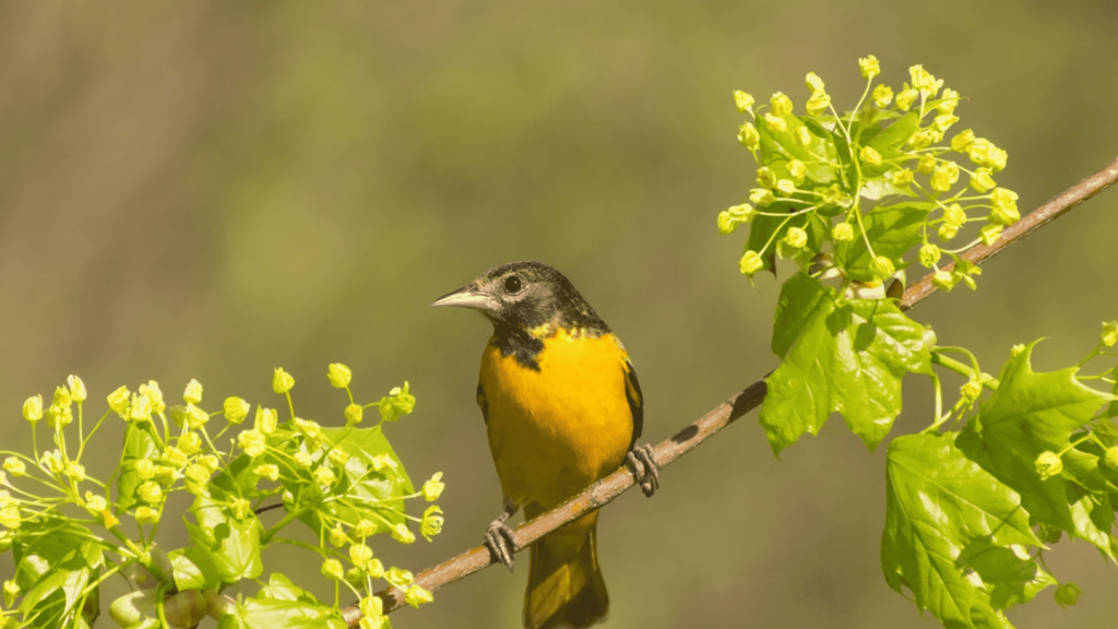 Top Plants to Attract Songbirds to Your Garden