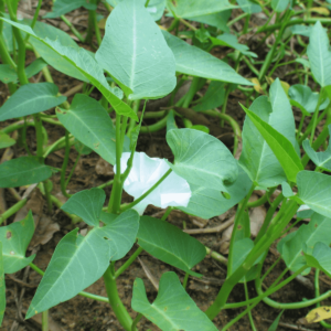 Water Spinach Seeds