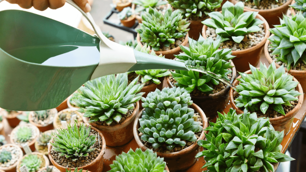 Watering Tips, What to Do and What to Avoid for Your Adorable Succulents