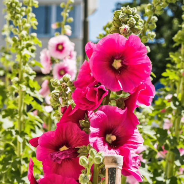 Hollyhock Seeds