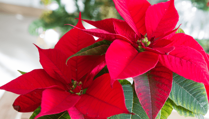 Poinsettia