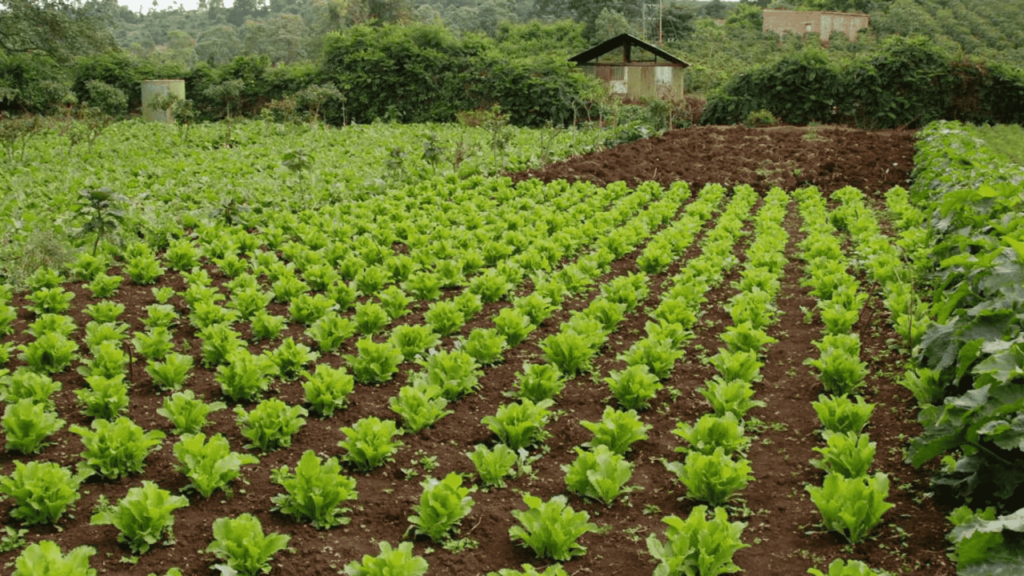 Rishi Farming, An Integrative Approach to Sustainable Agriculture