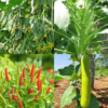 Summer Season Vegetable Seeds Combo 1