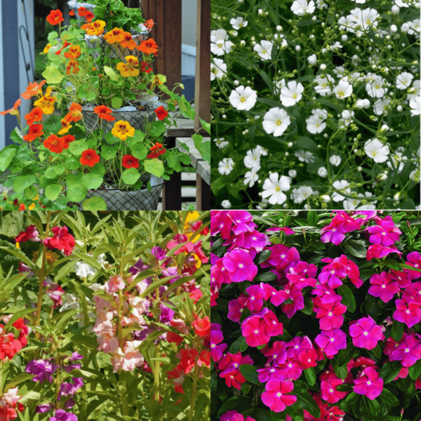 Winter Season Flower Seeds Combo 4