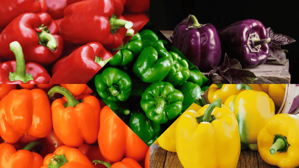 Capsicum varieties in India