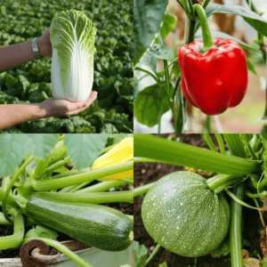 Summer Season Vegetable Seeds Combo 2