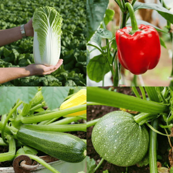 Summer Season Vegetable Seeds Combo 2