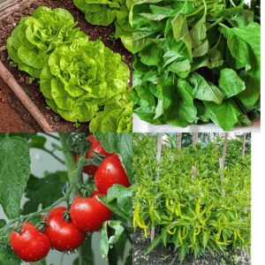 Winter Season Vegetable Seeds Combo 7