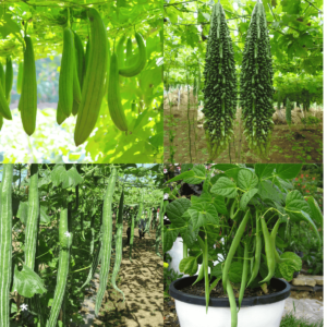 Summer Season Vegetable Seeds Combo 3