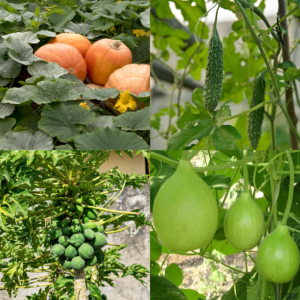 All Season Vegetable Seeds Combo 2