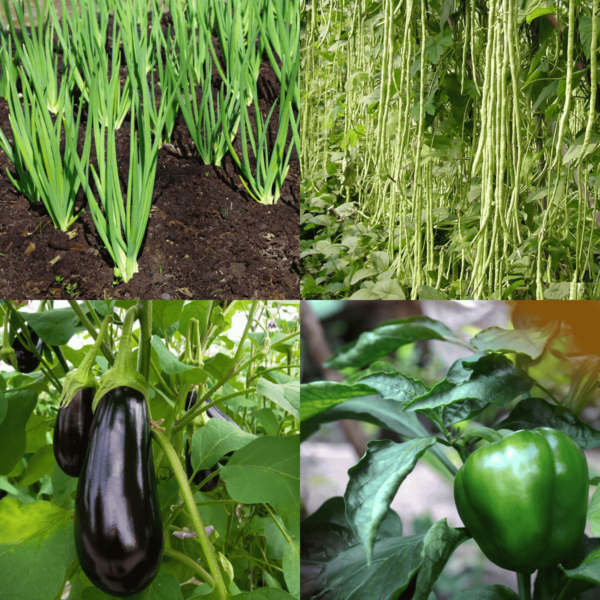 All Season Vegetable Seeds Combo 6