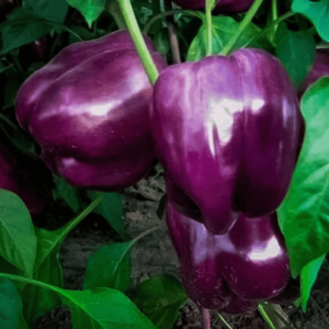 Capsicum Purple Bell Seeds