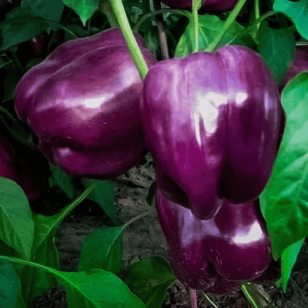 Capsicum Purple Bell Seeds