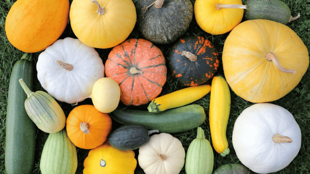 Different types of squash plants