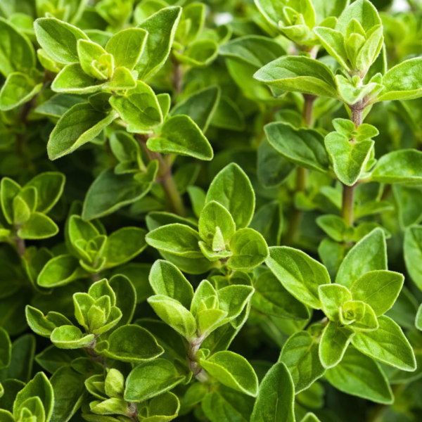 Oregano Seeds