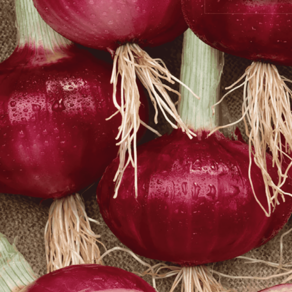 Red Onion Seeds