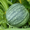 Squash Round Green Seeds