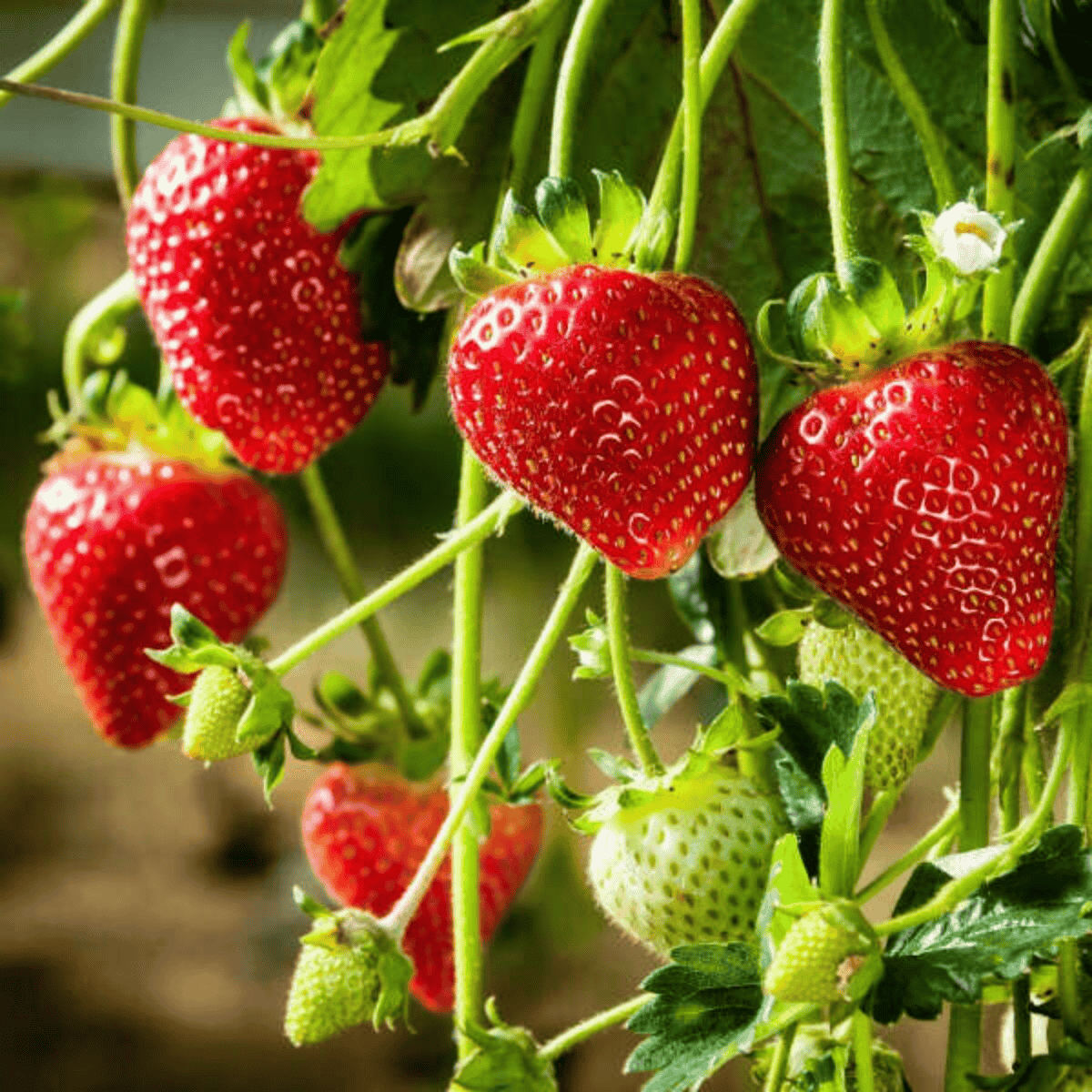 Strawberry Seeds