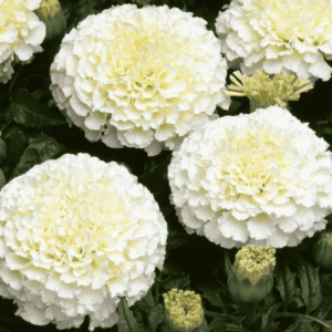 White Marigold Seeds