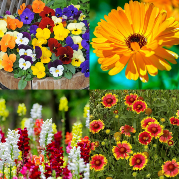 Winter Season Flower Seeds Combo 1