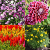 Winter Season Flower Seeds Combo 2