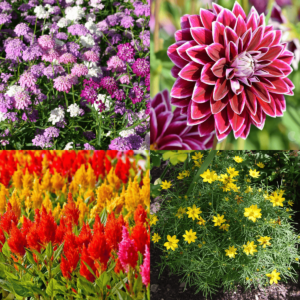 Winter Season Flower Seeds Combo 2