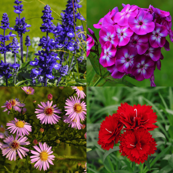 Winter Season Flower Seeds Combo 3