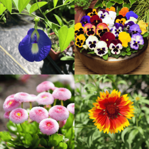 Winter Season Flower Seeds Combo 5