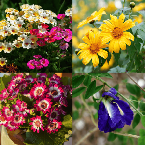 Winter Season Flower Seeds Combo 6