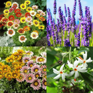 Winter Season Flower Seeds Combo 7