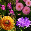 Winter Season Flower Seeds Combo 8