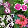 Winter Season Flower Seeds Combo 9