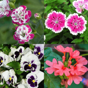 Winter Season Flower Seeds Combo 9