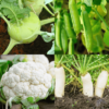 Winter Season Vegetable Seeds Combo 1