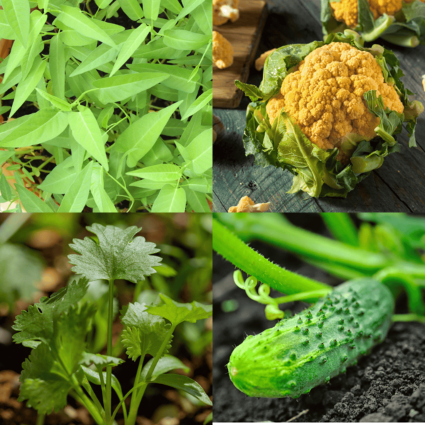 Winter Season Vegetable Seeds Combo 5